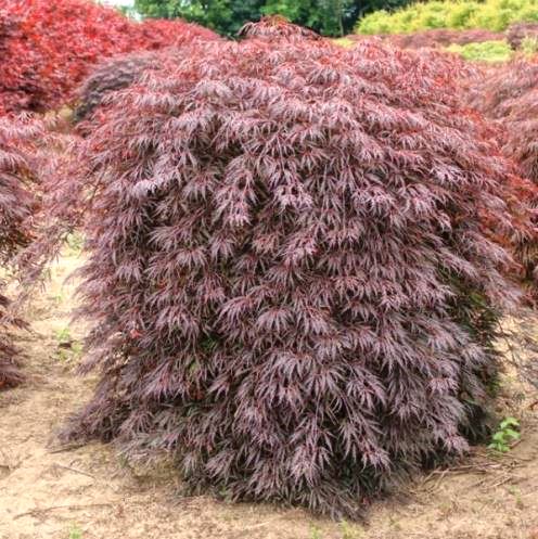 Acer Tamukeyama - Pb18 - Image 2