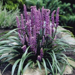 Liriope m. Royal Purple - 1.5Ltr/2Ltr (10/20)