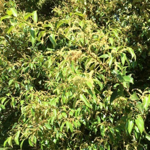 Castanopsis cuspidata, Japanese Chinquapin - Pb6.5