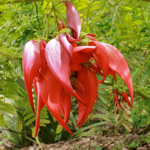 Clianthus maximus - Pb5 - Image 2