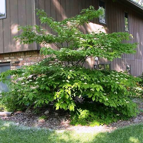 Cornus alternifolia - Pb12/Pb18 - Image 2