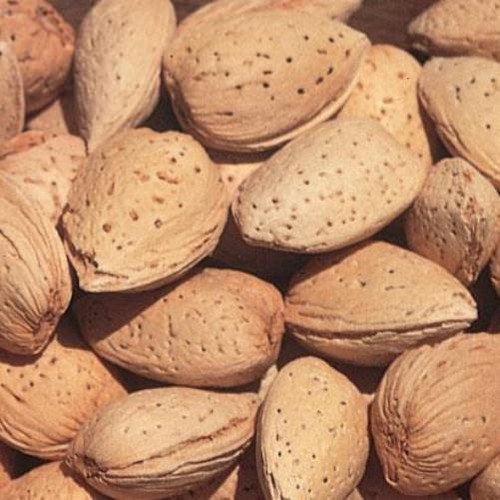 Almond Garden Prince - Pb18