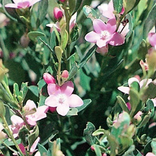 Crowea p. Ecstasy - pb6.5 (20/30) - Image 2