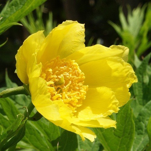 Paeonia Lutea - Pb 5 (20/40) - Image 3