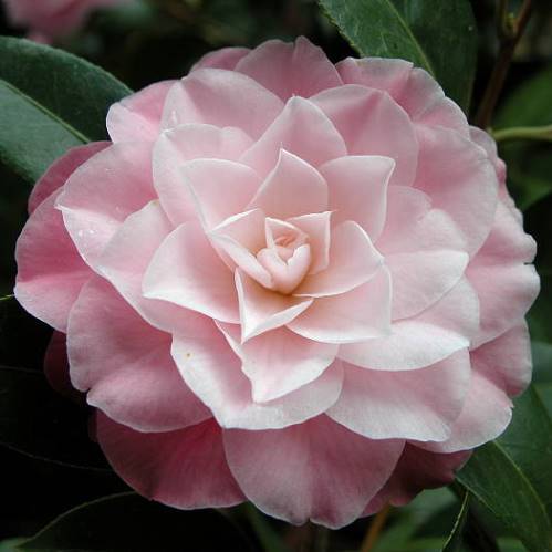 Camellia Buttons n' Bows - Pb6.5 (50/60) - Image 2