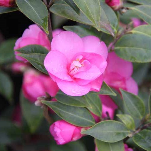 Camellia Gay Baby - 2.5Ltr (50/70)