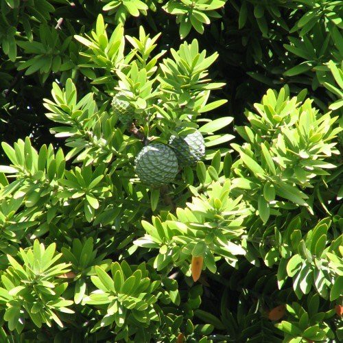 Agathis australis, Kauri - Pb6.5