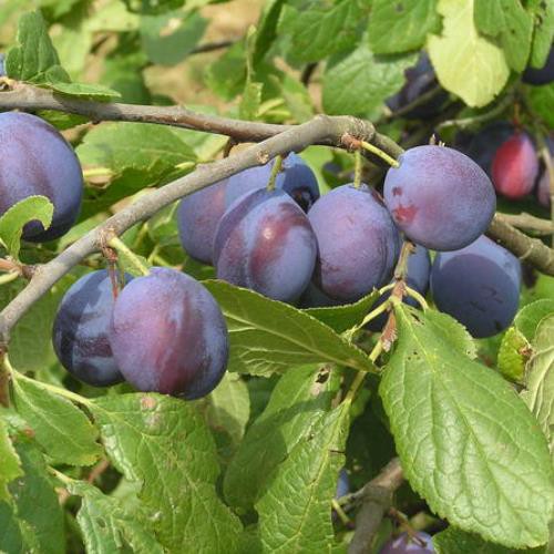 Plum Damson - Pb18