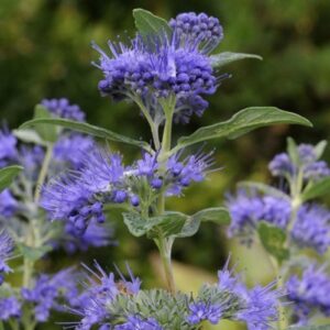 Caryopteris Dark Knight - Pb6.5 (10/30)