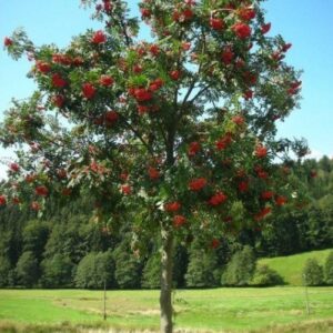 Sorbus aucuparia, Rowan - Pb12