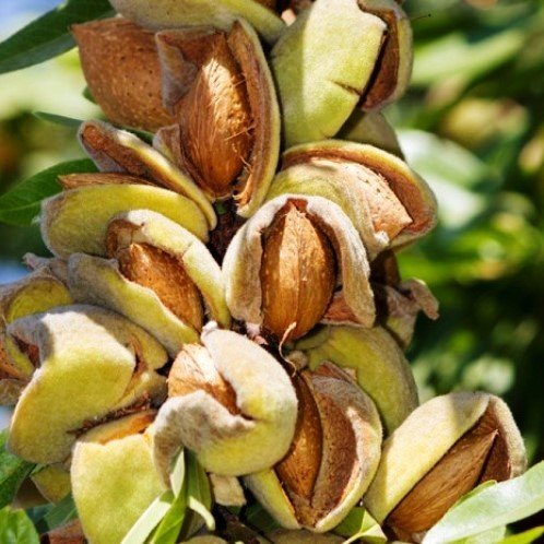 Almond All-In-One - Pb18 - Image 2