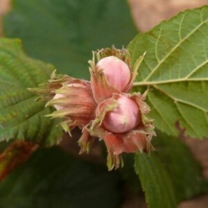 Corylus avelana, Hazelnut - Pb12 (1/1.5m)