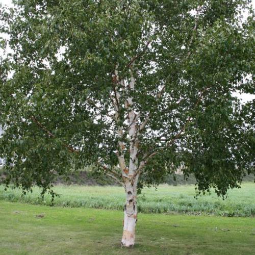 Betula platyphylla Japonica, Japanese White Birch - Pb6.5