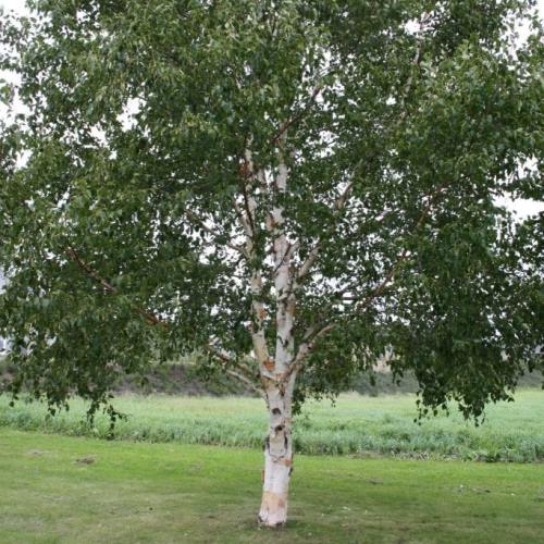 Betula platyphylla Japonica, Japanese White Birch - Pb6.5 - Image 2