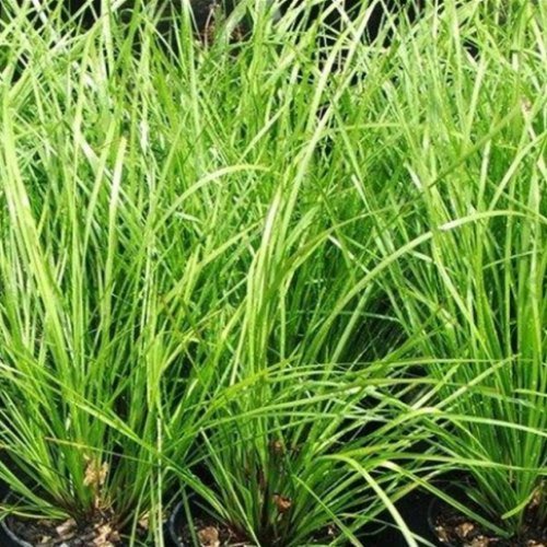 Lomandra x Eve - 2Ltr - Image 2