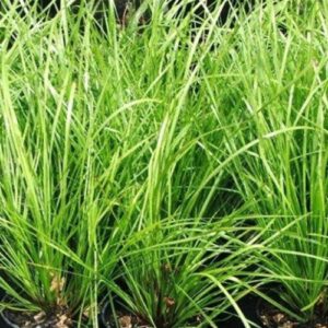 Lomandra x Eve - 2Ltr
