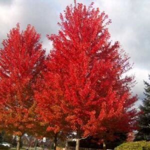 Acer rubrum Jeffersred, Red Maple - Pb18