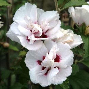 Hibiscus Lady Stanley (Elegantissima)