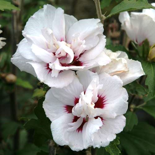 Hibiscus Lady Stanley (Elegantissima) - Image 2