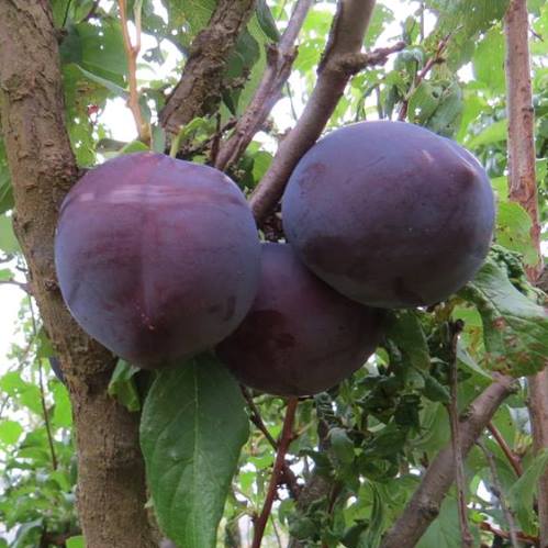 Plum Black Amber - Pb18 - Image 2