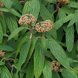 Viburnum rhytidaphyllum, Leatherleaf - 4Ltr