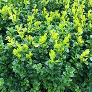 Buxus sempervirens, Common Box - Pot
