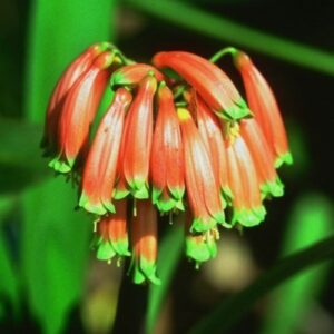 Clivia gardenii - 1.7Ltr/Pb6.5