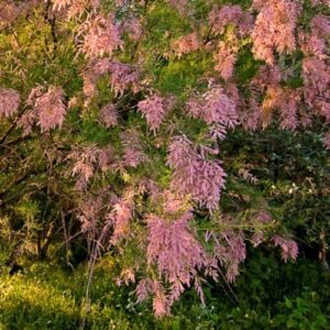 Tamarix pentandra, Salt Cedar - Pb6.5