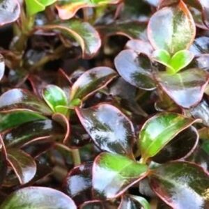 Coprosma Black Velvet - 2Ltr