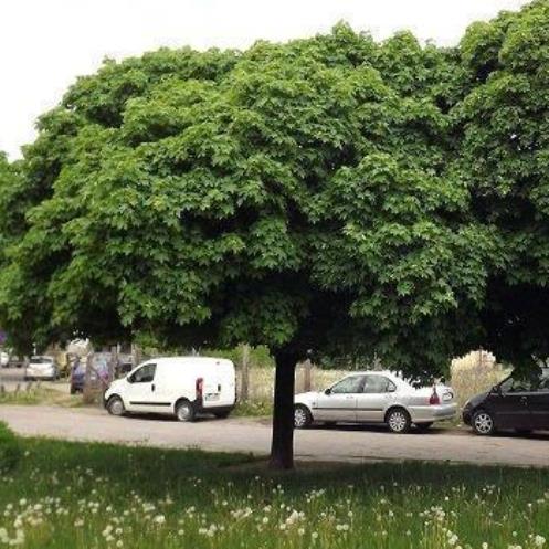 Acer platanoides Globosum, Globe Norway Maple - 25Ltr - Image 2