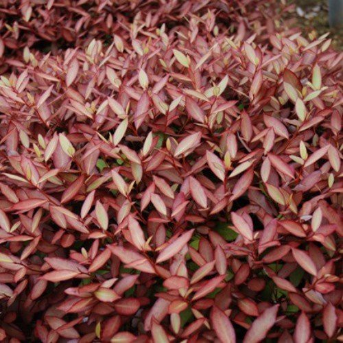 Pseudowintera c. Cherry Ripe - 1.25L (20/30)
