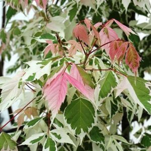 Acer negundo Flamingo - Pb28/Pb40