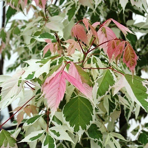 Acer negundo Flamingo - Pb28/Pb40 - Image 2