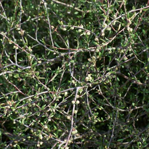 Plagianthus divaricatus, Makaka - Pb3/4