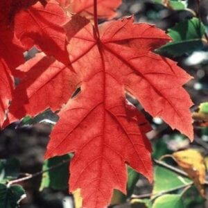 Acer freemanii - Pb8