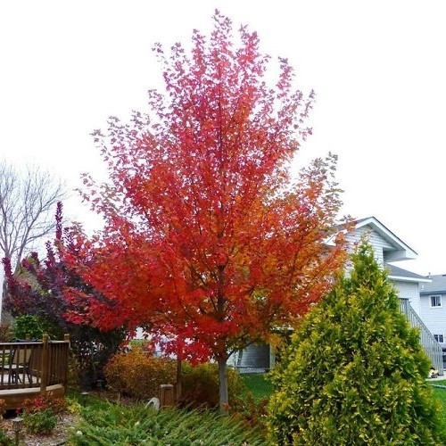 Acer freemanii - Pb8 - Image 2