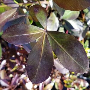 Pseudopanax Black Ruby - Pb5 (40/60)