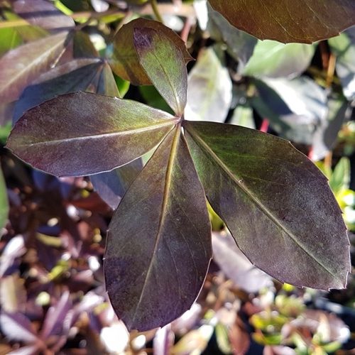 Pseudopanax Black Ruby - Pb5 (40/60) - Image 2