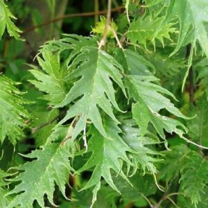 Alnus Laciniata, Cut-Leaved Common Alder - Pb95 (200/300)