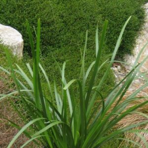 Lomandra l. Titan - Pb5