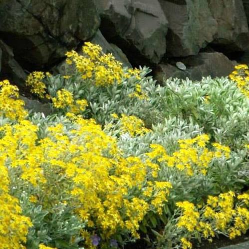 Brachyglottis x Sunshine - Pb3/Pb5