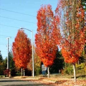 Acer rubrum Columnare, Red Maple - 45Ltr