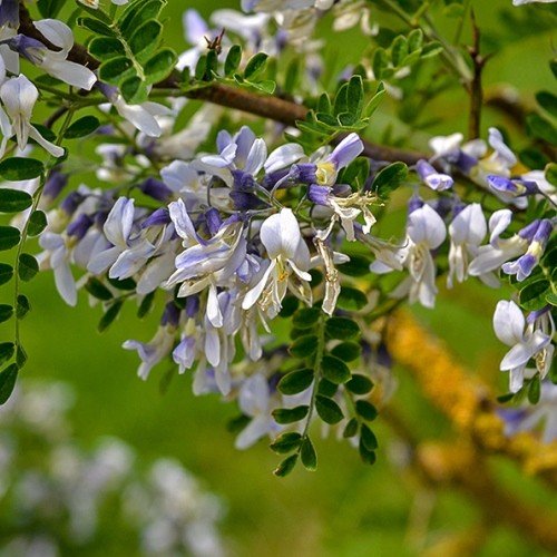 Sophora davidii, David's Mountain Laurel - Pb12 - Image 2