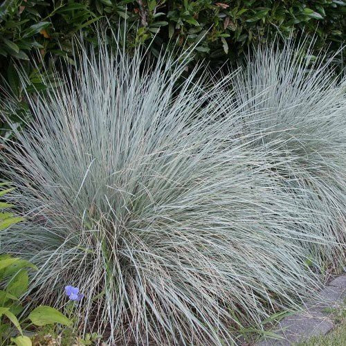 Helictotrichon sempervirens, Blue Oat Grass - Pb5