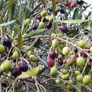 Olive Frantoio - 2.5Ltr/3.5Ltr (60/140)