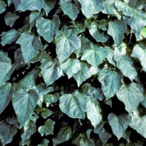 Hedera canariensis - Pb6.5