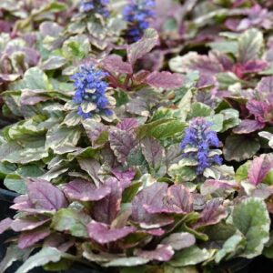 Ajuga Burgundy Lace