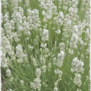Lavandula augustifolia Alba - Pb5