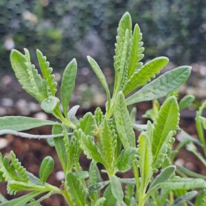 Lavandula allardii