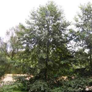 Alnus rubra, Red Alder - pot